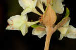 Dogtongue buckwheat